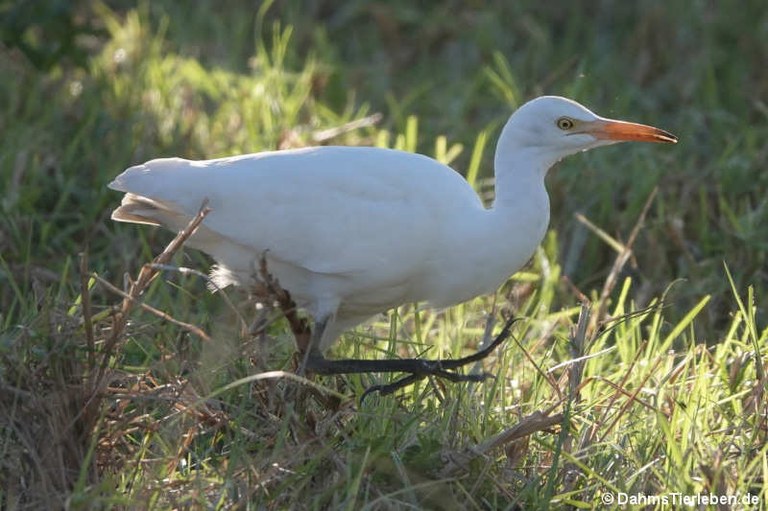 Ardea ibis