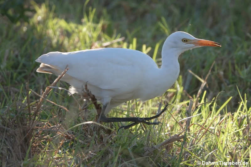 Bubulcus ibis
