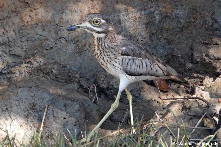 Burhinus vermiculatus