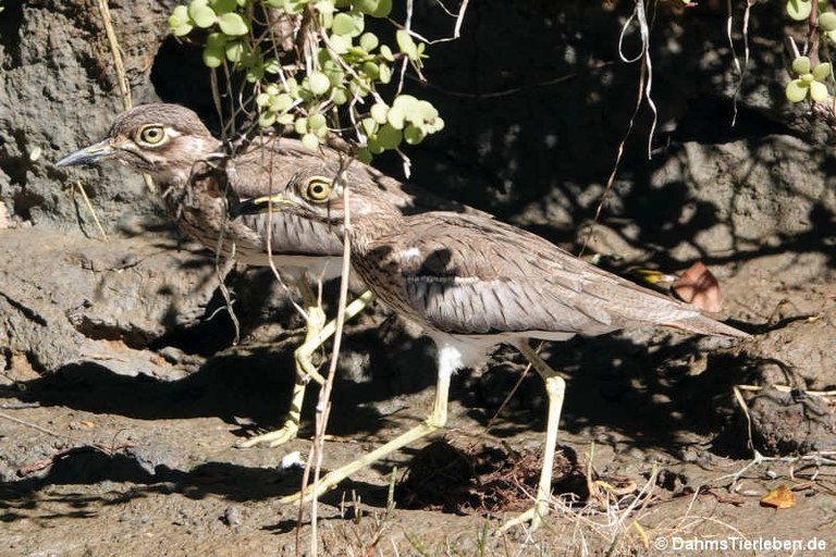 Burhinus vermiculatus