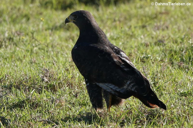Schakalbussard Buteo rufofuscus-2
