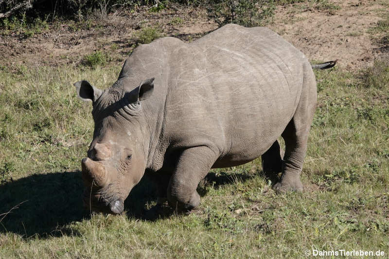 Südliches Breitmaulnashorn
(Ceratotherium simum simum)
im Sibuya Game Reserve Ceratotherium simum simum