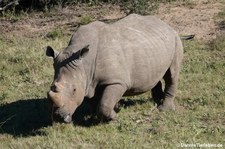Ceratotherium simum simum-2
