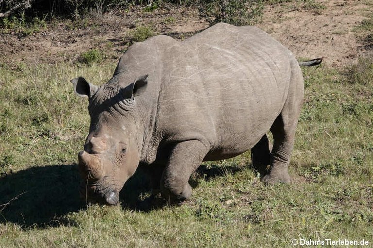 Ceratotherium simum simum