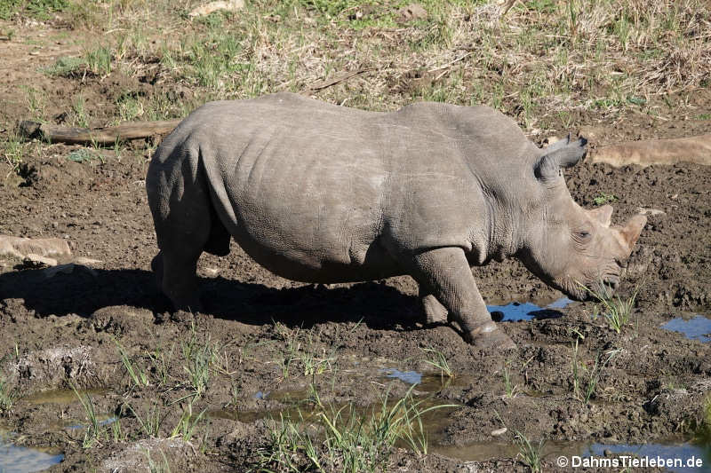 Südliches Breitmaulnashorn Ceratotherium simum simum-3