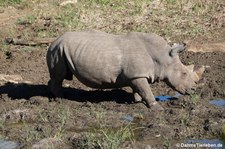 Ceratotherium simum simum-3
