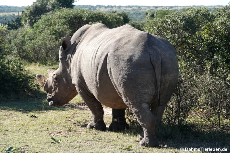 Ceratotherium simum simum-1
