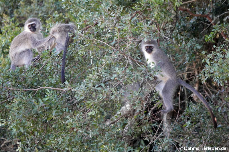 Chlorocebus pygerythrus pygerythrus-2