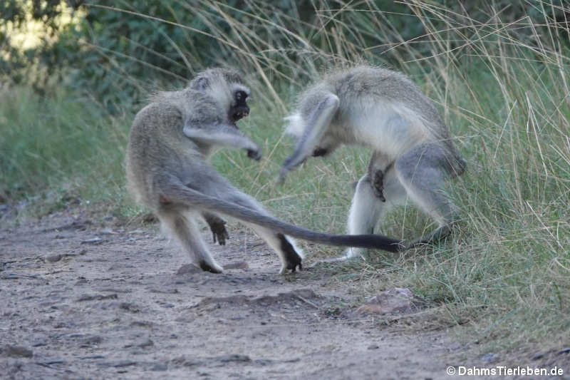 Chlorocebus pygerythrus pygerythrus-3