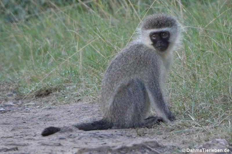 Chlorocebus pygerythrus pygerythrus-4