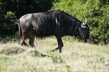 Connochaetes taurinus taurinus-1