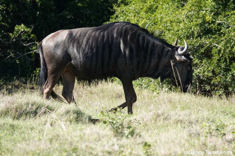 Connochaetes taurinus taurinus