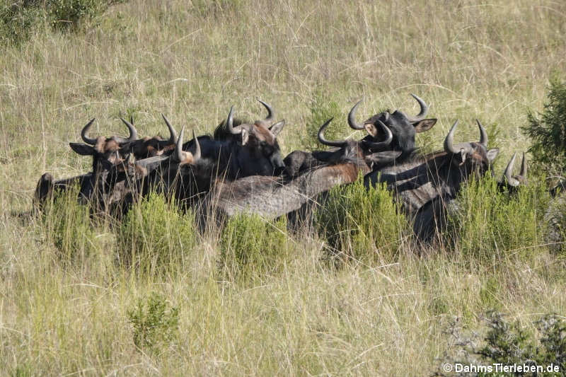 Connochaetes taurinus taurinus-3