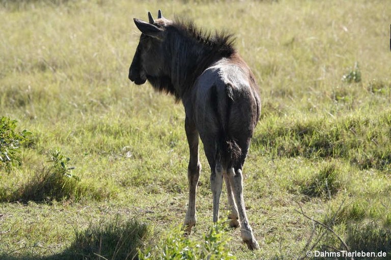 Connochaetes taurinus taurinus