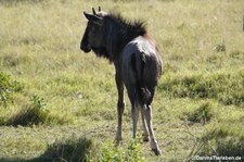 Connochaetes taurinus taurinus-4
