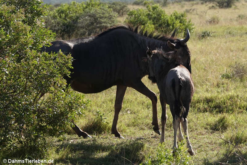 Connochaetes taurinus taurinus-6