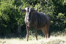 Connochaetes taurinus taurinus-1