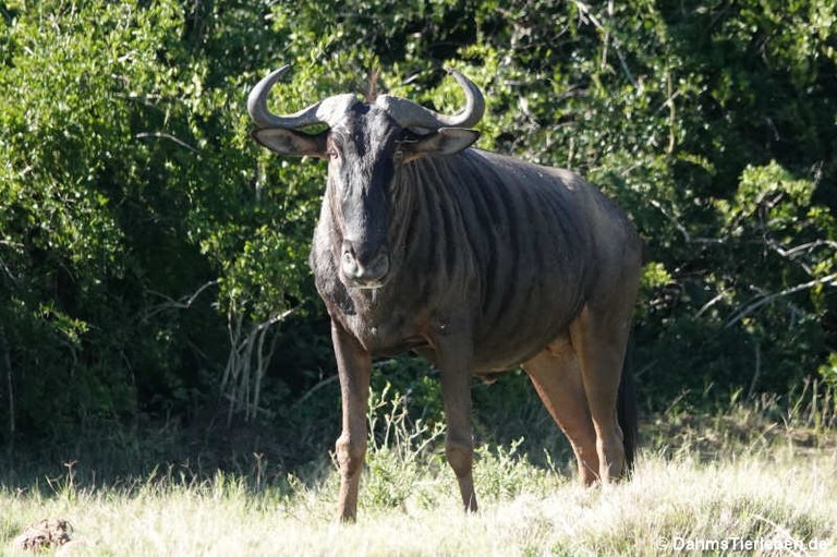 Connochaetes taurinus taurinus
