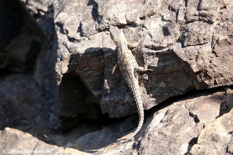 Cordylus cordylus