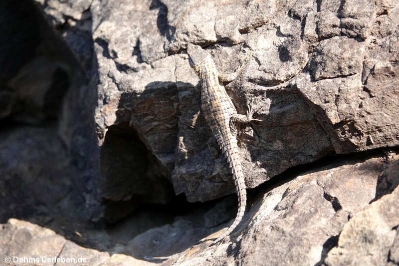 Cordylus cordylus