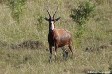 Damaliscus pygargus phillipsi-5