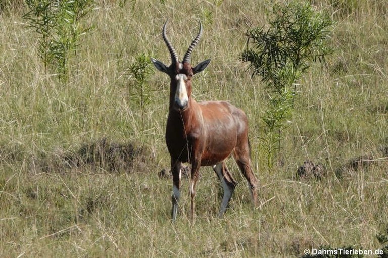 Damaliscus pygargus phillipsi