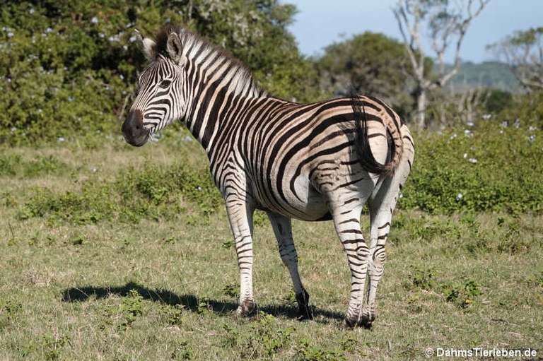 Equus quagga