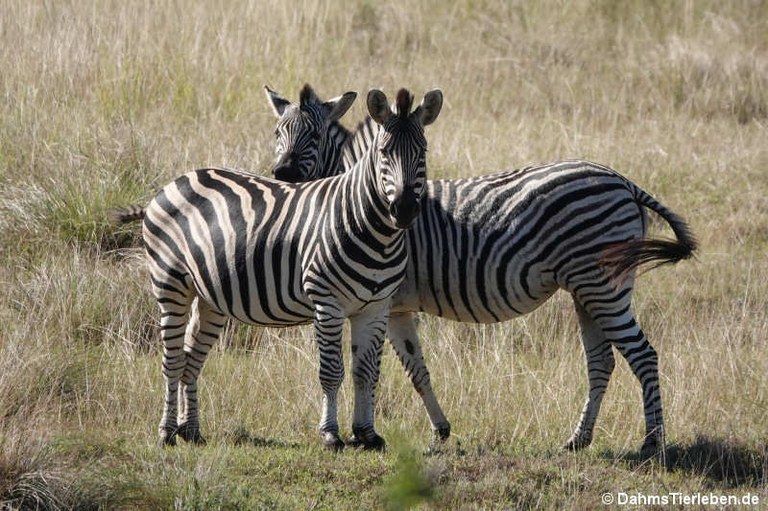 Equus quagga