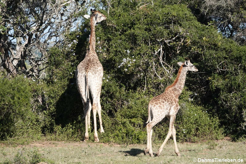 Kapgiraffen Giraffa giraffa giraffa-2