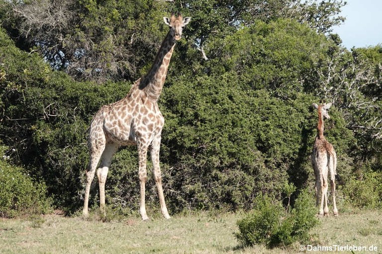 Giraffa giraffa giraffa