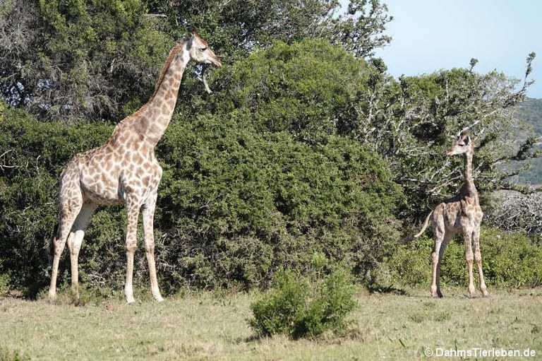 Giraffa giraffa giraffa