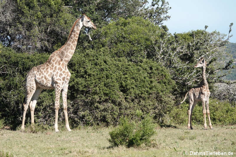 Giraffa giraffa giraffa