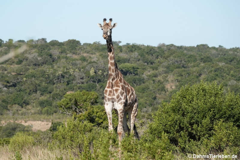 Kapgiraffe Giraffa giraffa giraffa-5