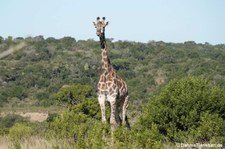 Giraffa giraffa giraffa-5