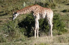 Giraffa giraffa giraffa-6