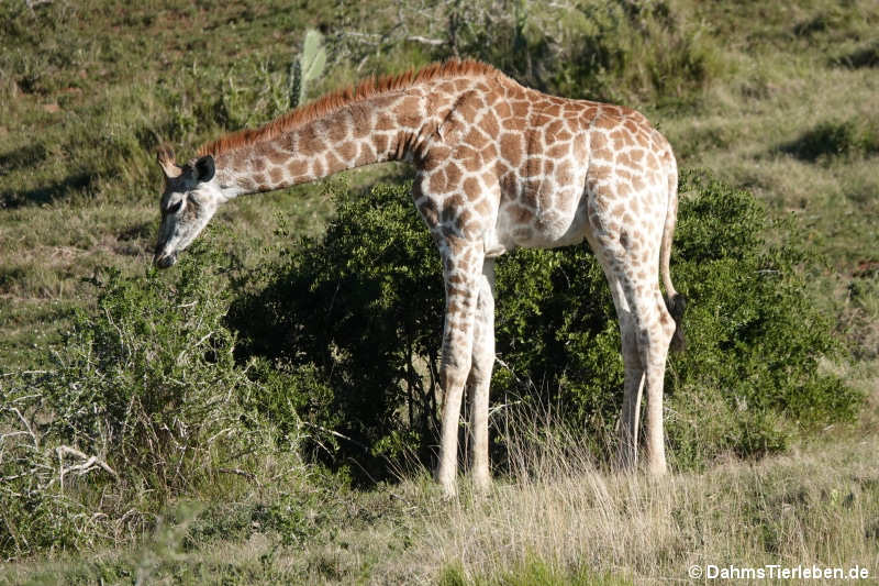 Kapgiraffe Giraffa giraffa giraffa-6