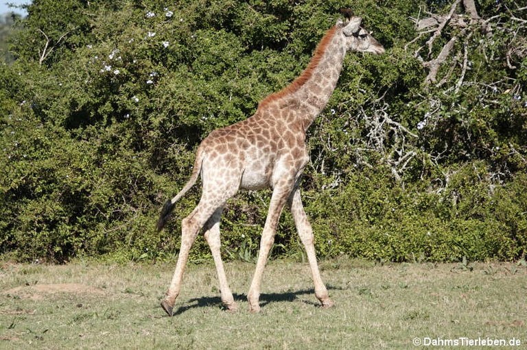 Giraffa giraffa giraffa