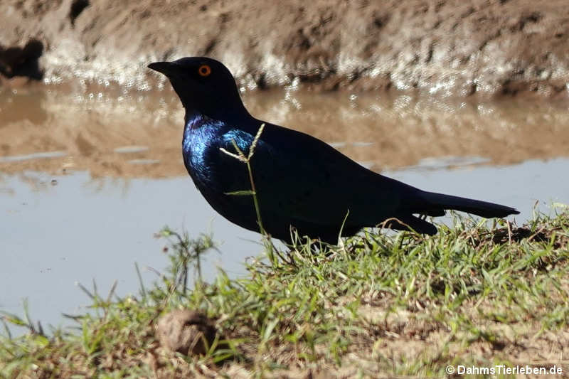 Lamprotornis nitens-1