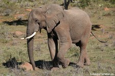 Loxodonta africana-1