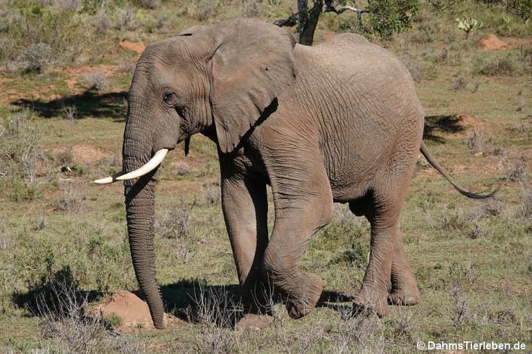 Loxodonta africana