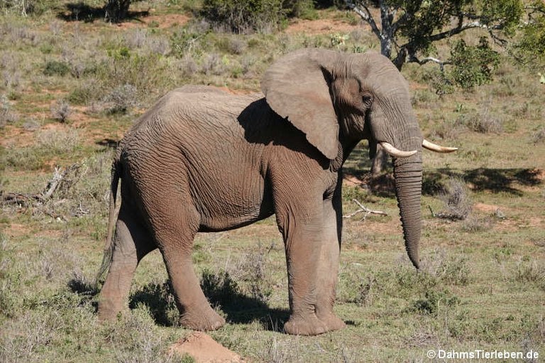 Loxodonta africana