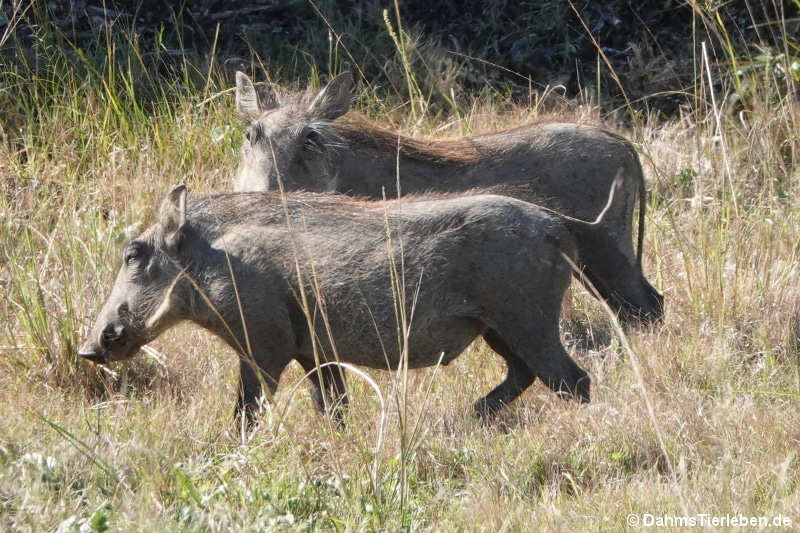 Südafrikanische Warzenschweine Phacochoerus africanus sundevallii-3