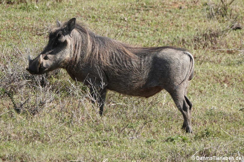 Südafrikanisches Warzenschwein Phacochoerus africanus sundevallii-2