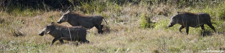 Phacochoerus africanus sundevallii