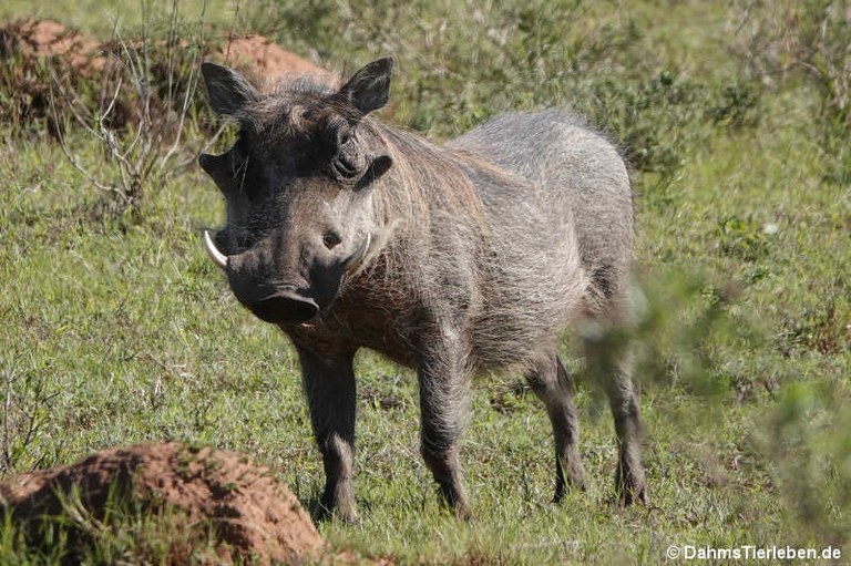 Phacochoerus africanus sundevallii