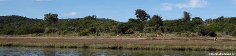 Aepyceros melampus melampus