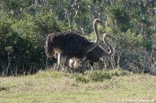 Struthio camelus australis-11