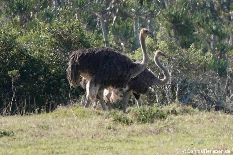 Struthio camelus australis