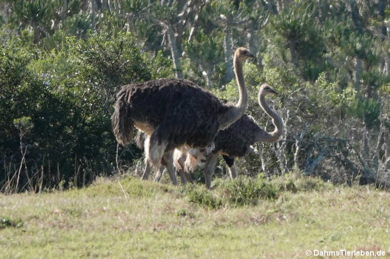 Struthio camelus australis