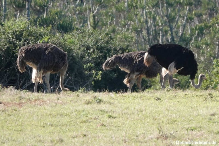 Struthio camelus australis